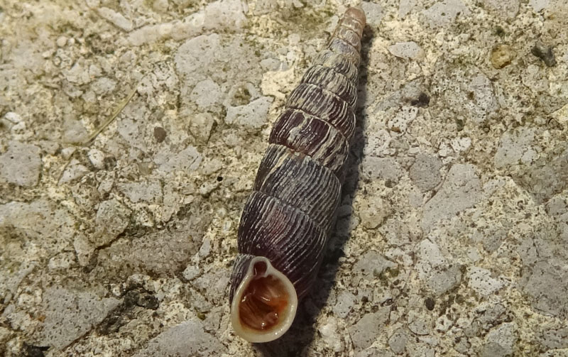 Macrogastra attenuata - Clausiliidae